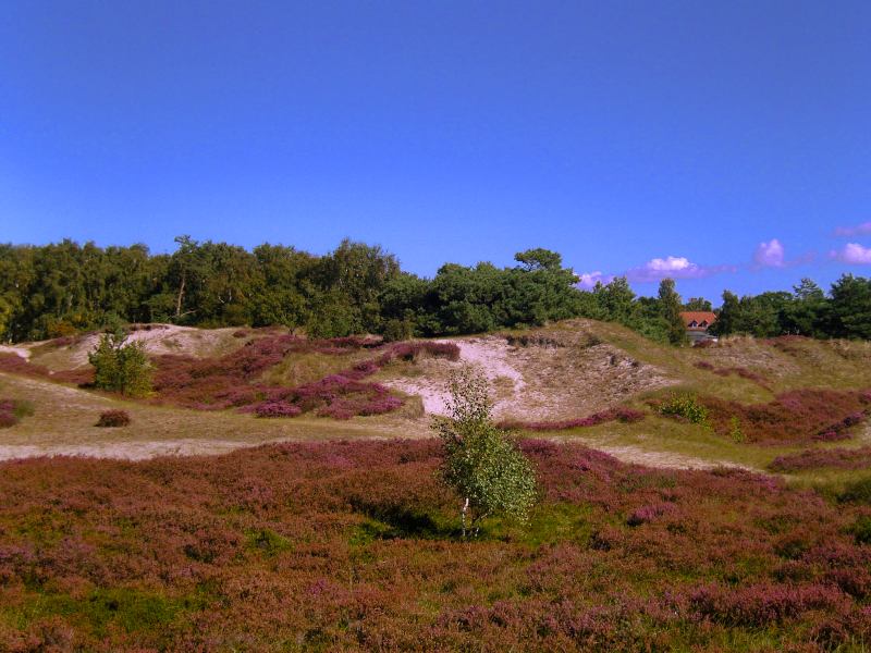 blühende Dünenheide auf der Insel Hiddensee